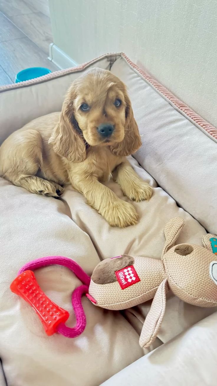 How to Prepare Your Home for a New Puppy