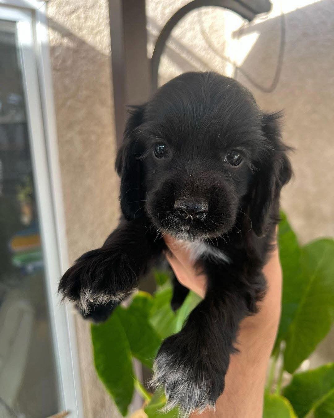 Osric – Male, 8 Weeks Old - Image 2