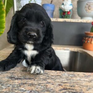 Osric – Male, 8 Weeks Old