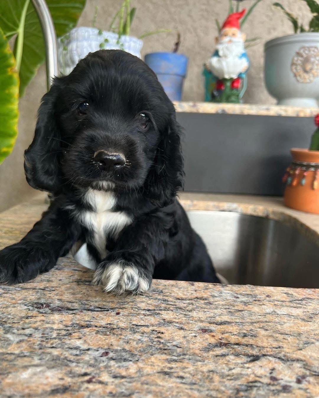 Osric – Male, 8 Weeks Old