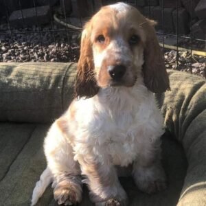 Eldric – Male, 9 Weeks Old