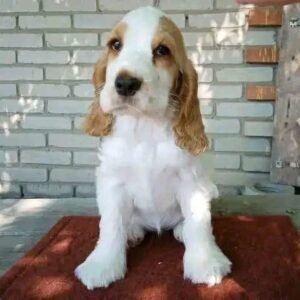 Marcellin – Male, 9 Weeks Old