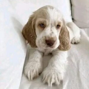 Liora – Female, 8 Weeks Old