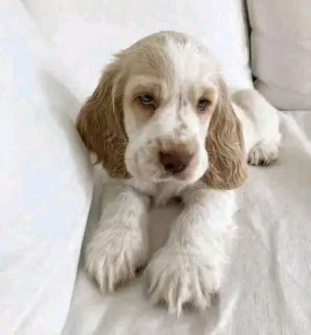 Liora – Female, 8 Weeks Old