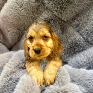 Milo – Male, 8 Weeks Old