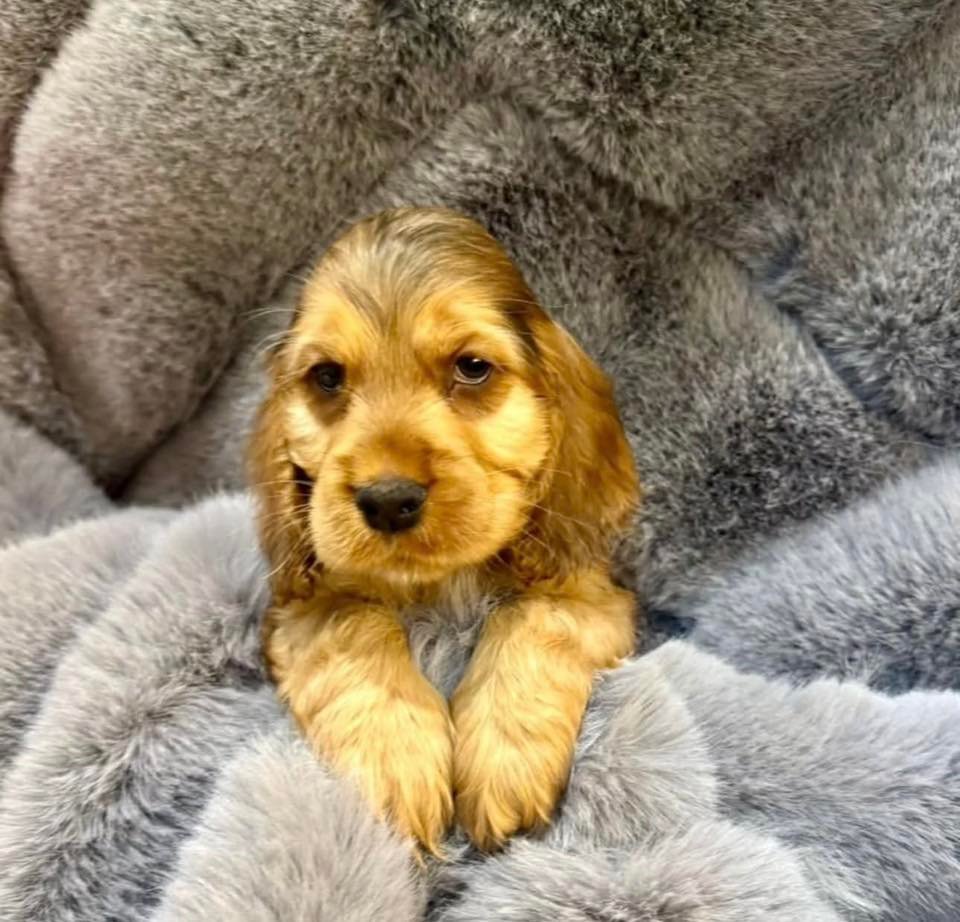 Milo – Male, 8 Weeks Old