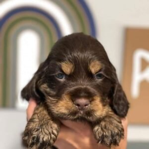 Brontë – Female, 9 Weeks Old