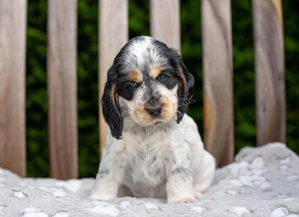 Fenric – Male, 9 Weeks Old - Image 2