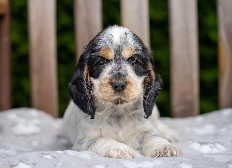 Fenric – Male, 9 Weeks Old - Image 3