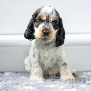 Fenric – Male, 9 Weeks Old