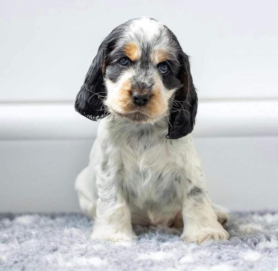 Fenric – Male, 9 Weeks Old