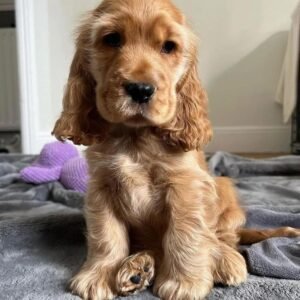 Sorrel – Female, 10 Weeks Old