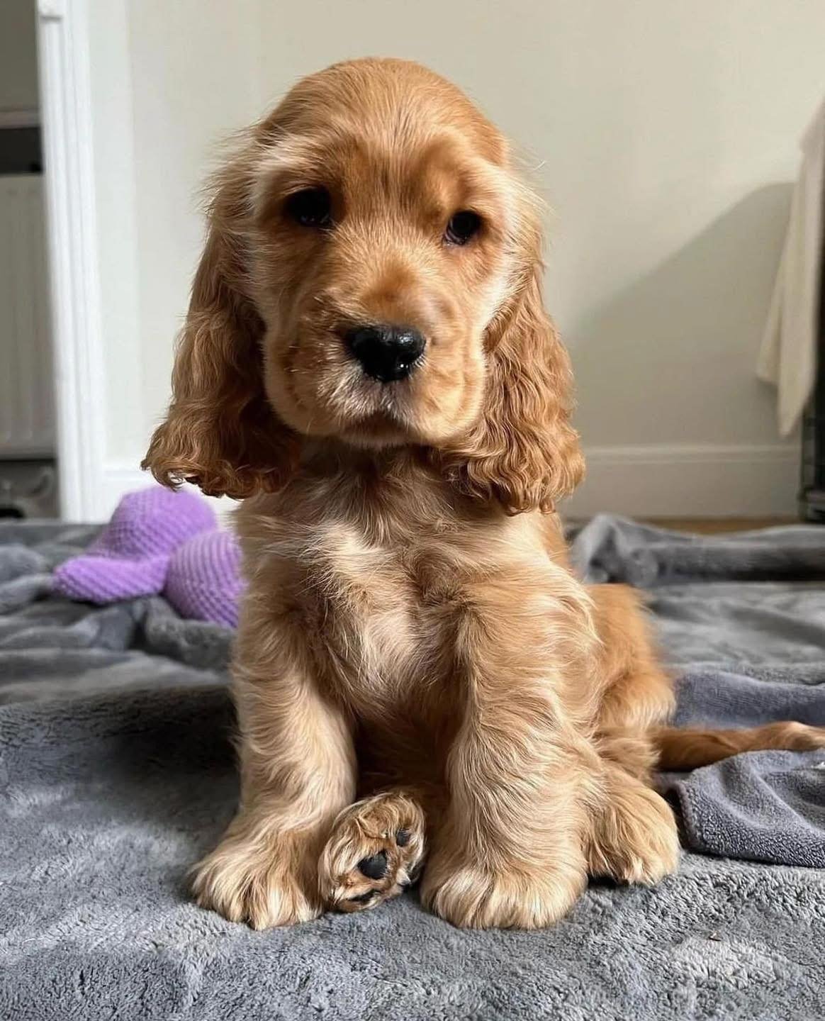 Sorrel – Female, 10 Weeks Old