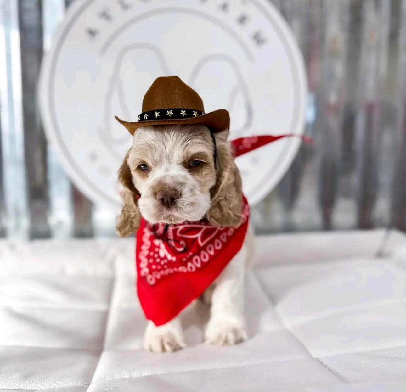 Ranger – Male, 9 Weeks Old